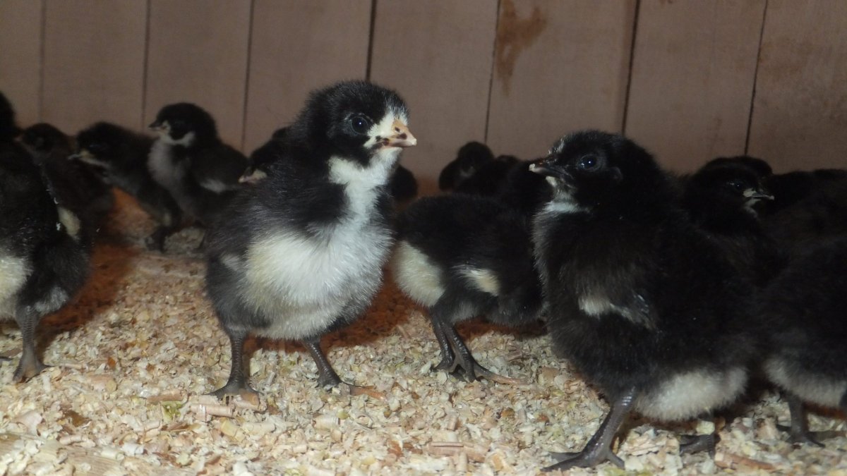 Московская чёрная Несушка