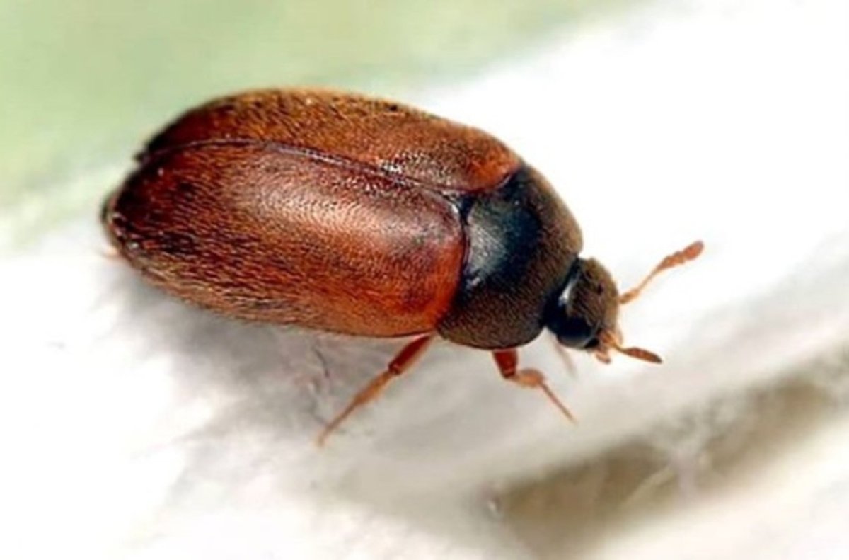 Жук хлебный Точильщик