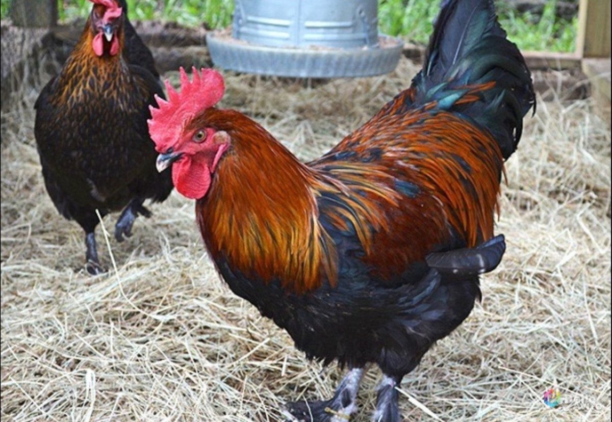 Куры породы Ухейилюй