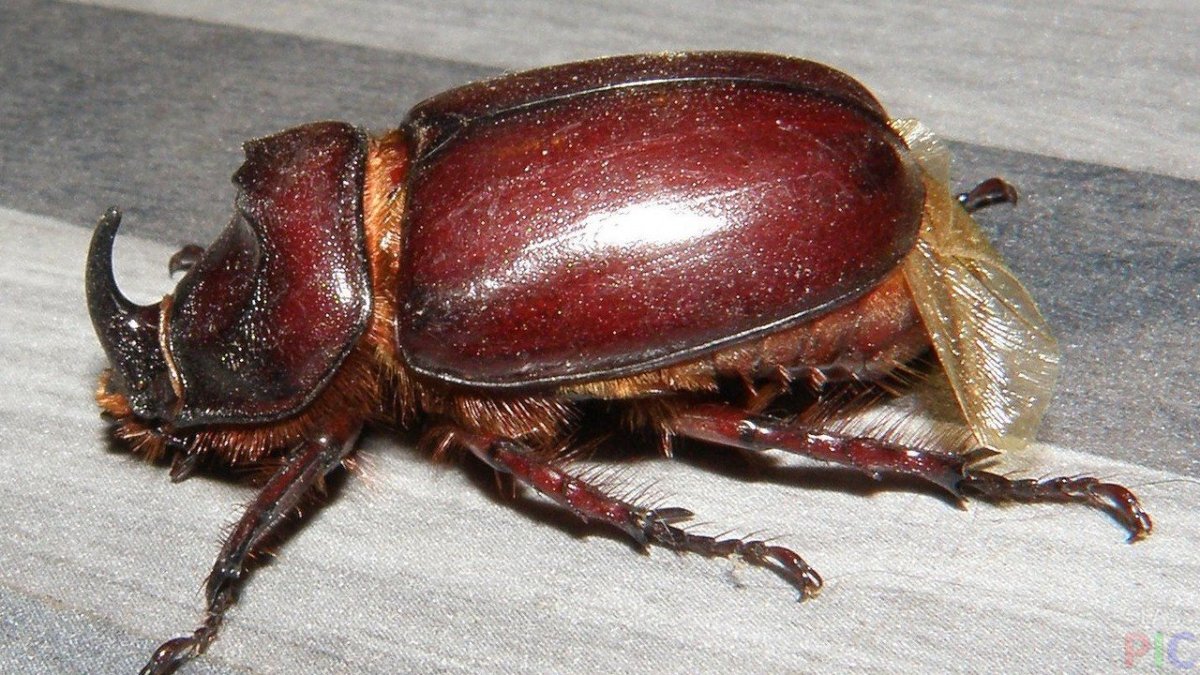 Точильщик Жук мучной Жук