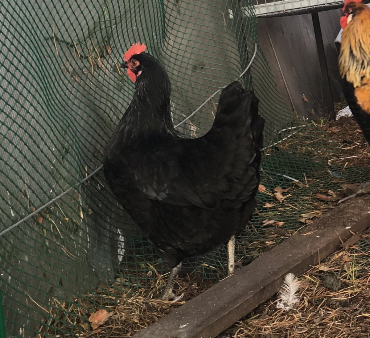 Пестрая курица