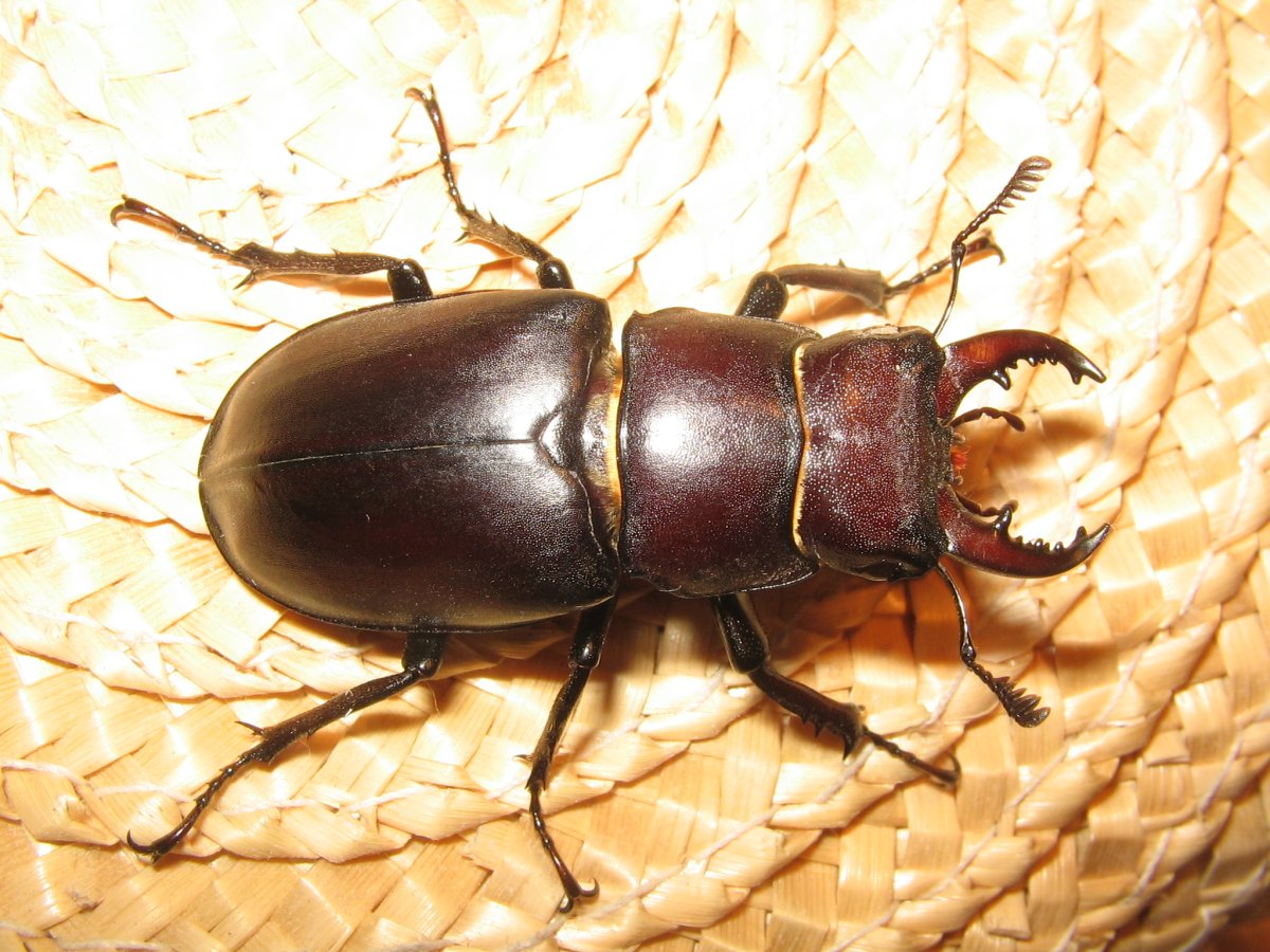 Lucanus capreolus