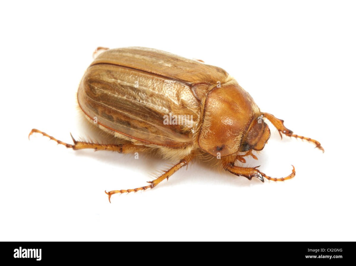 Бурый июньский Жук