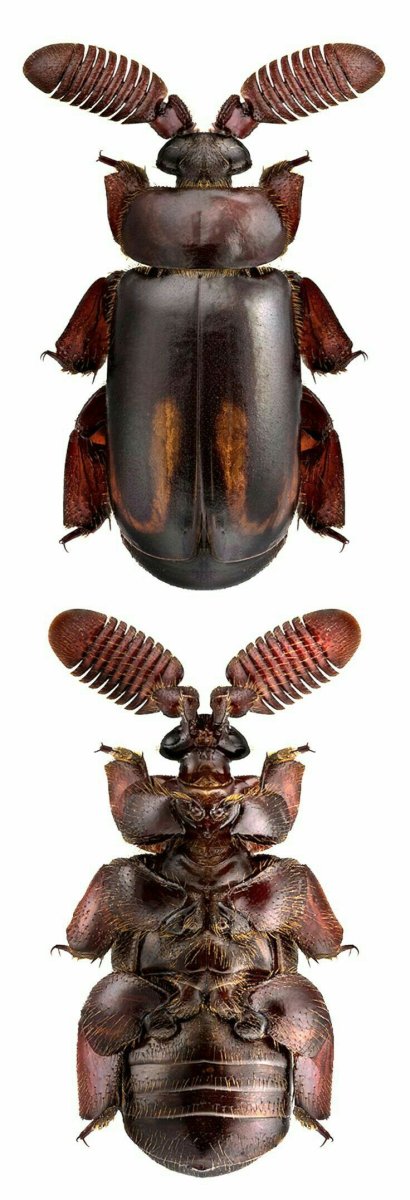 Phanaeus Vindex Радужный