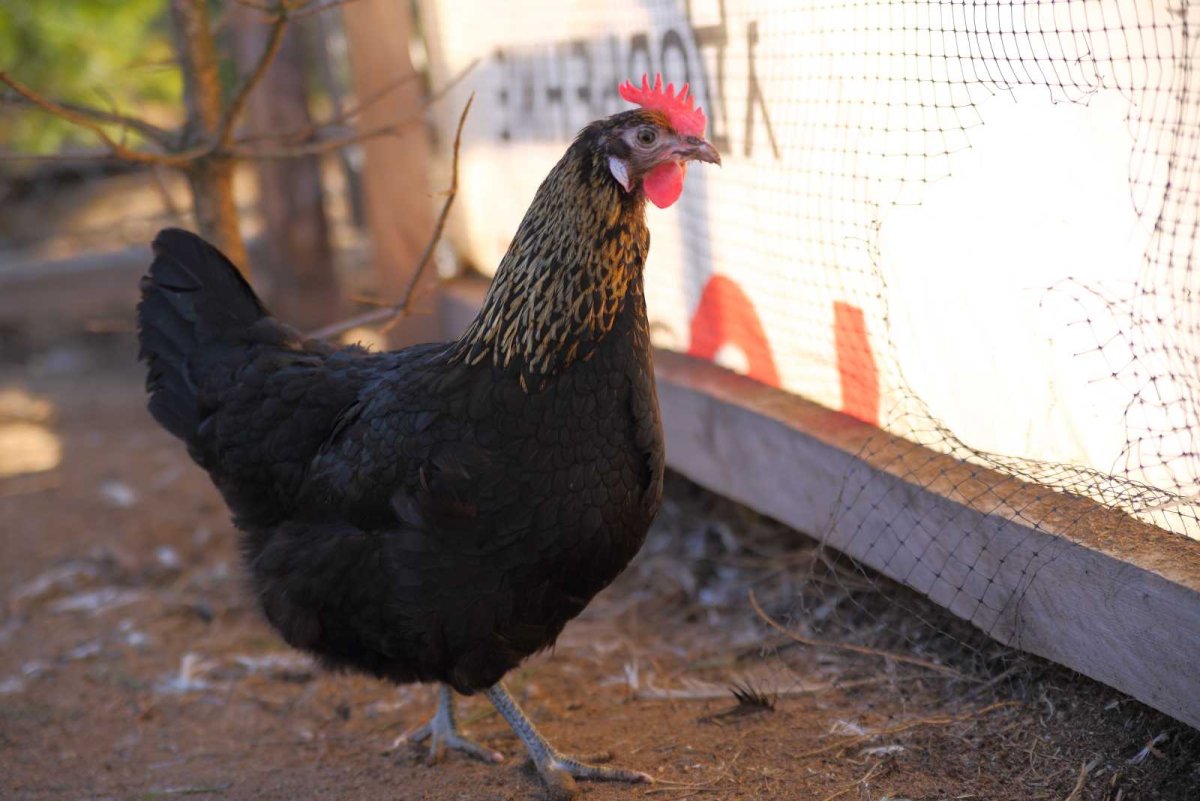 Московская чёрная Несушка