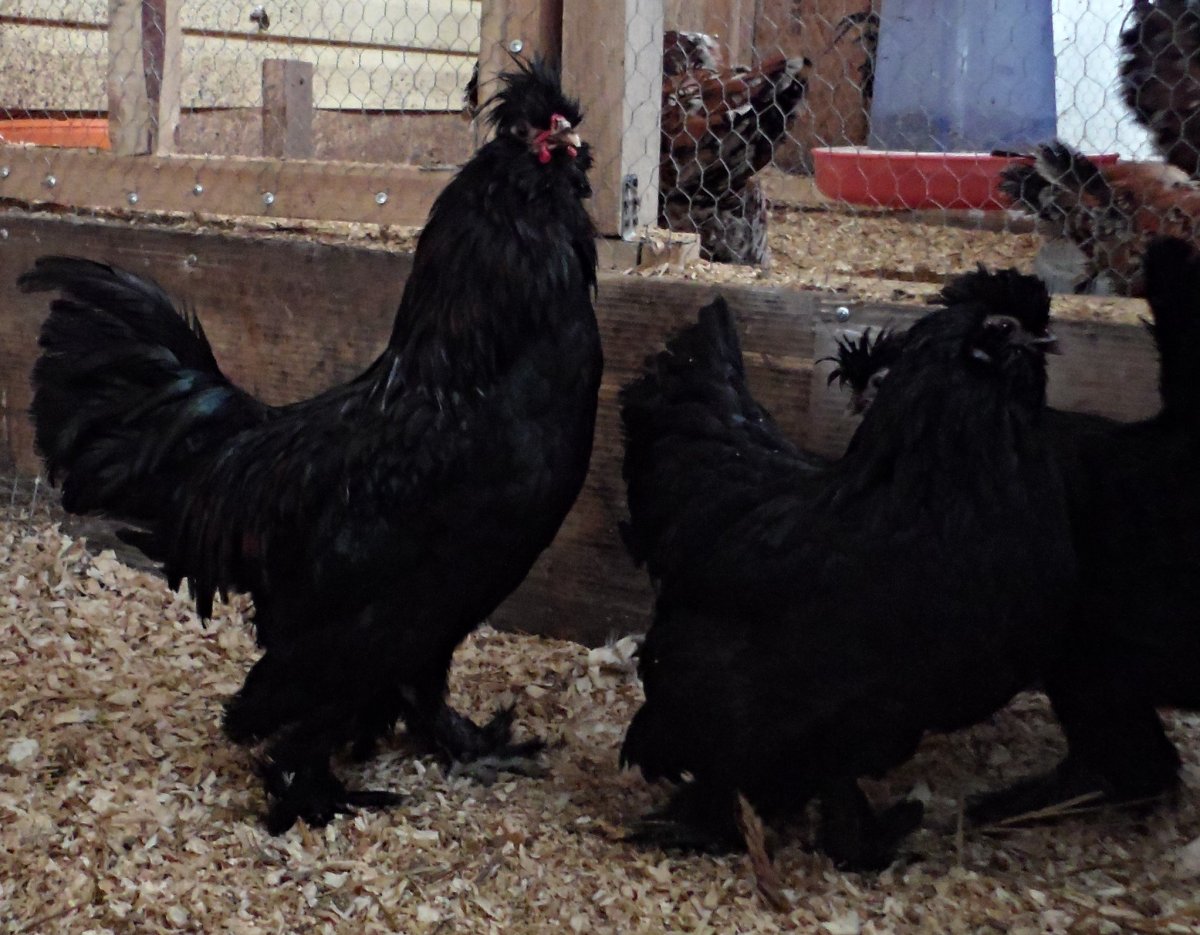 Доминант черные мохноножки