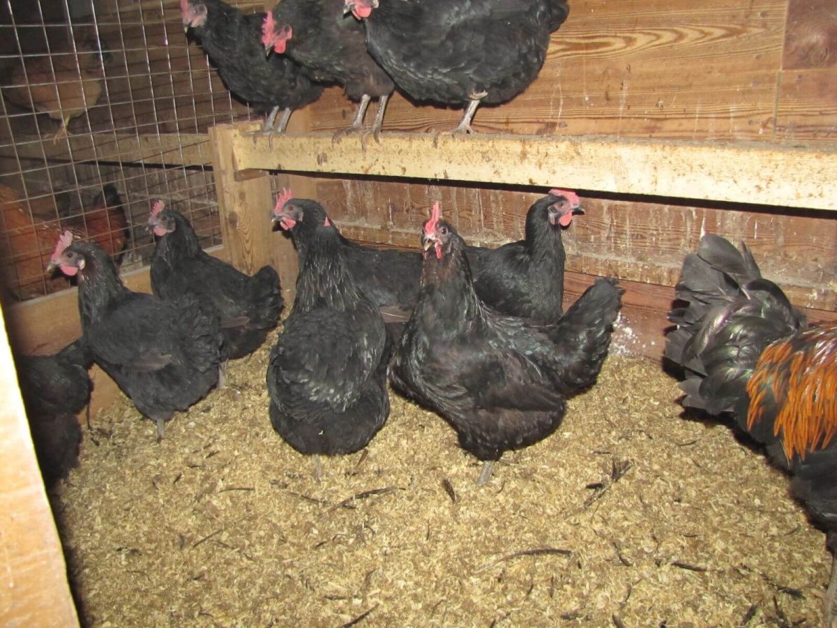 Московская черная