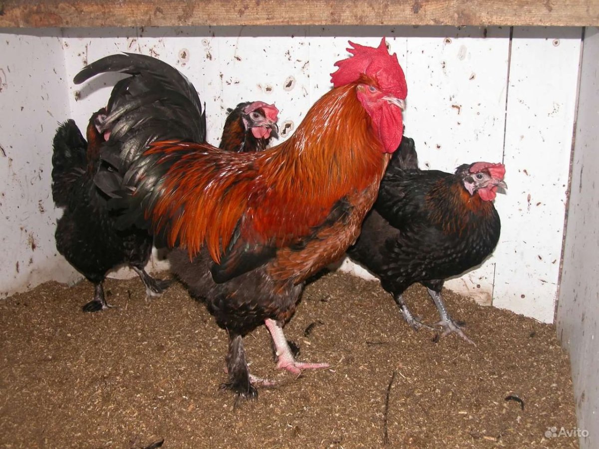 Черный Маран порода кур
