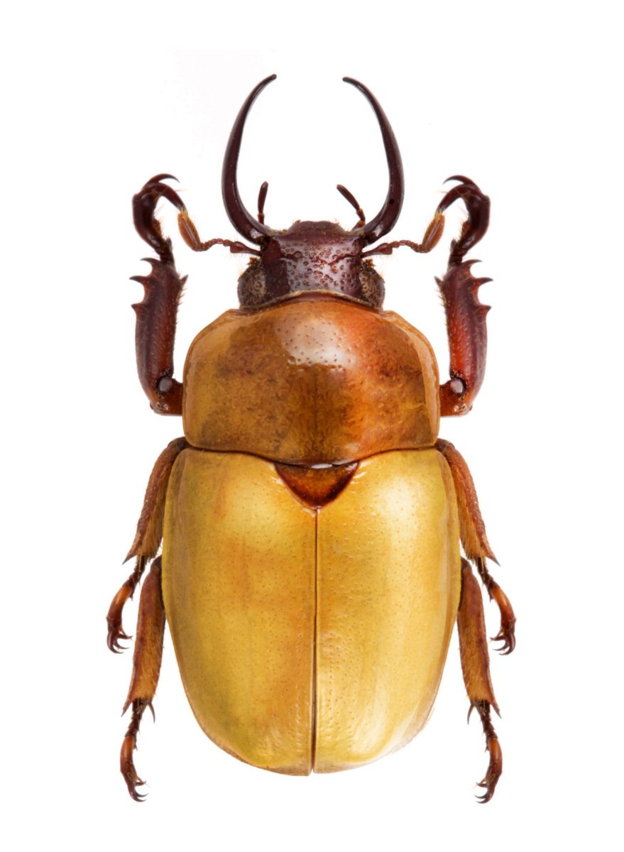 Жёлтый Жук с рогами