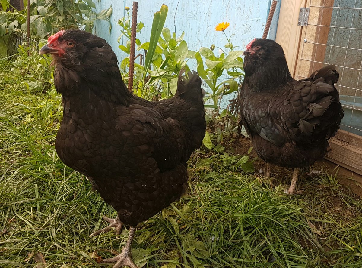 Порода курей Московская черная