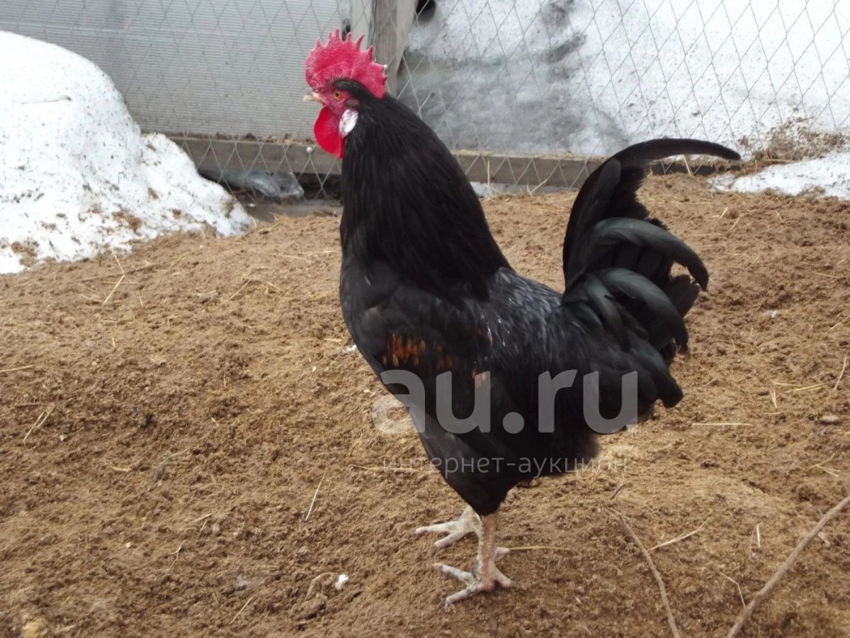 Московская чёрная 4 месяца куры