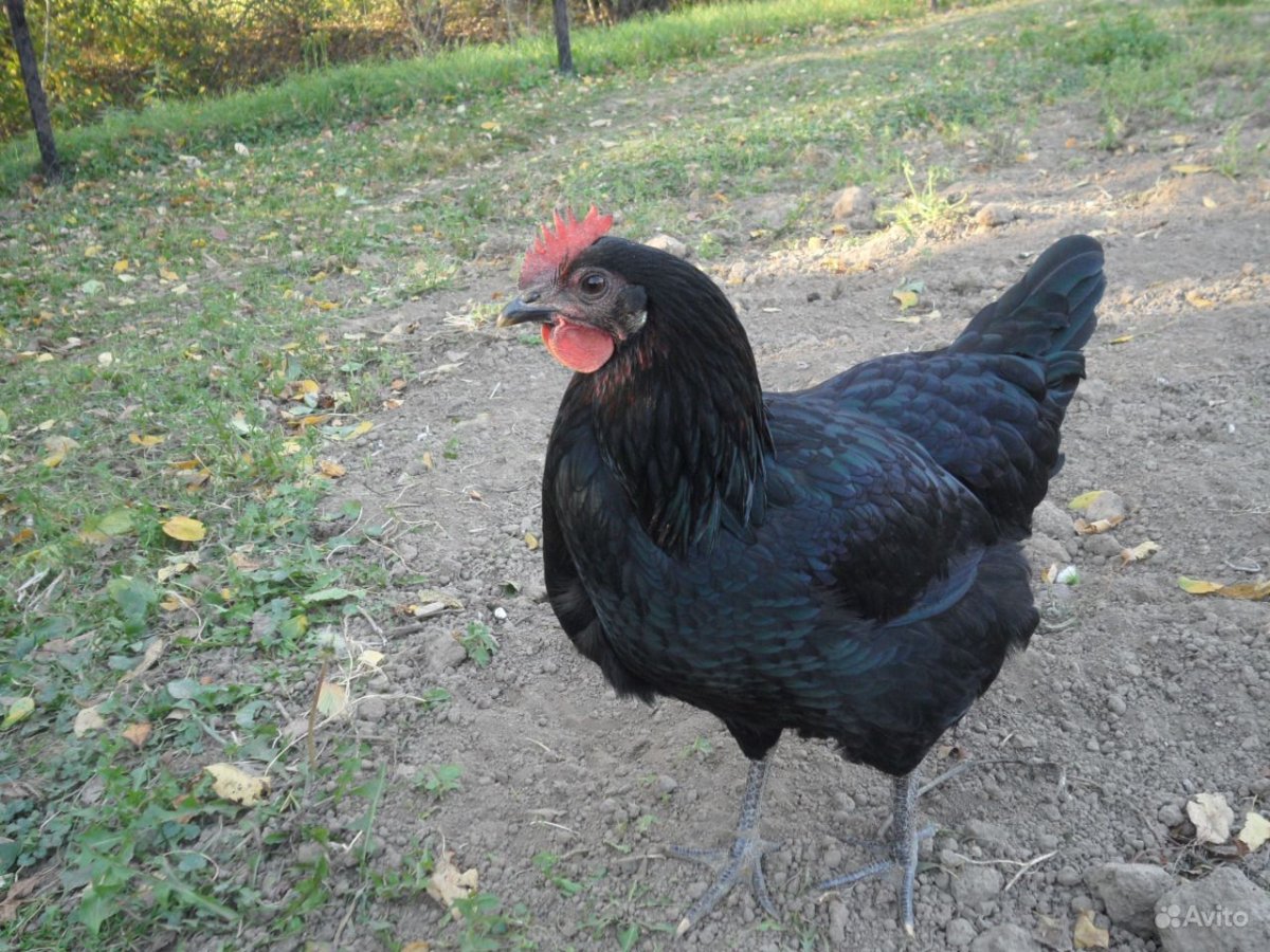 Петух Доминант черный