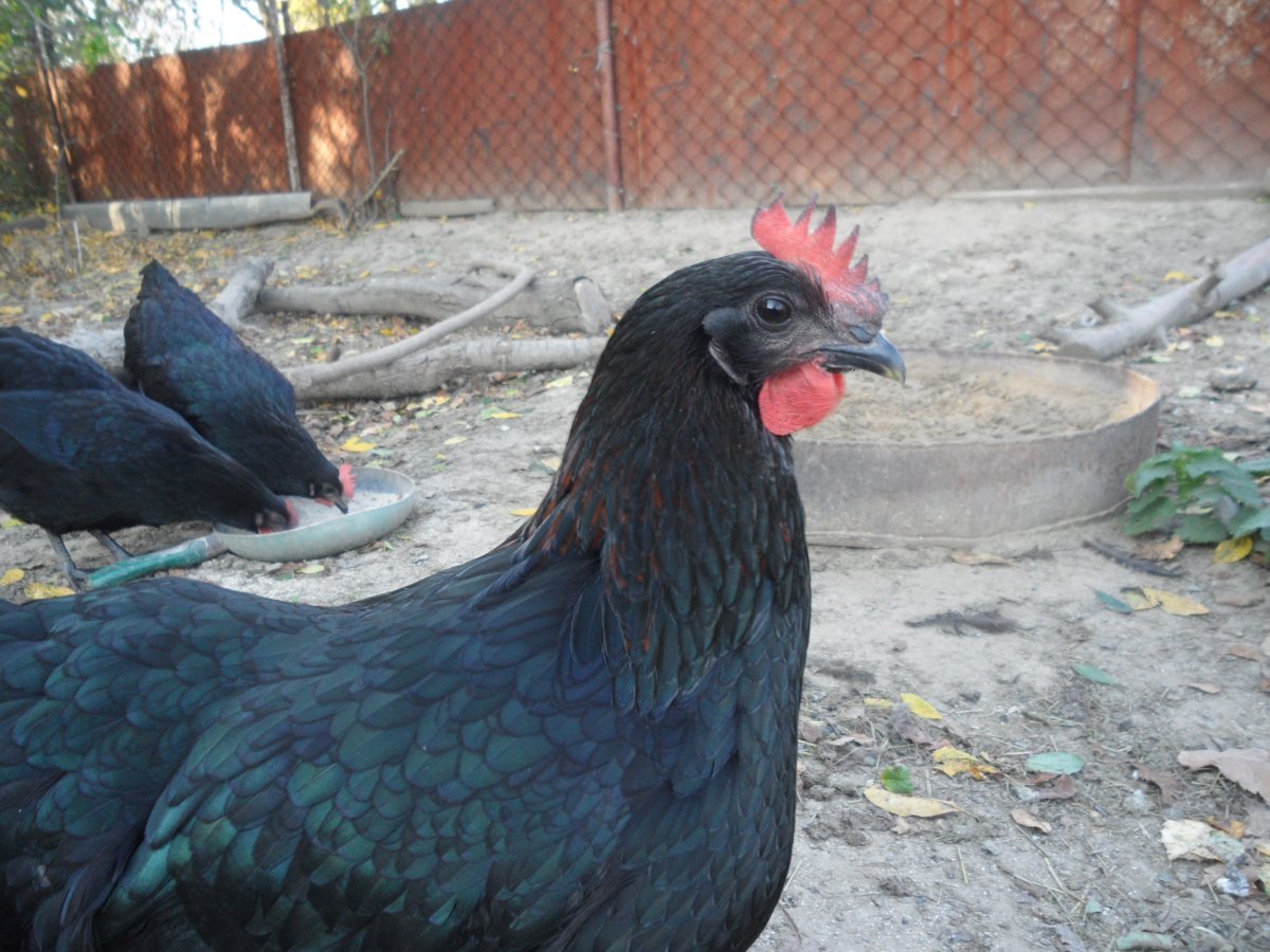 Хохлатая Курочка падуан