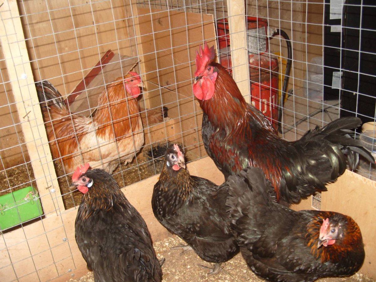 Черный Маран порода кур