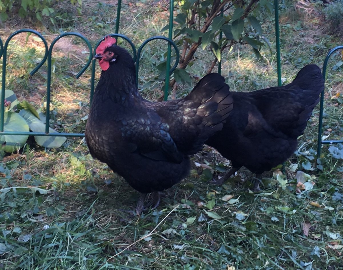 Куры несушки Московская черная