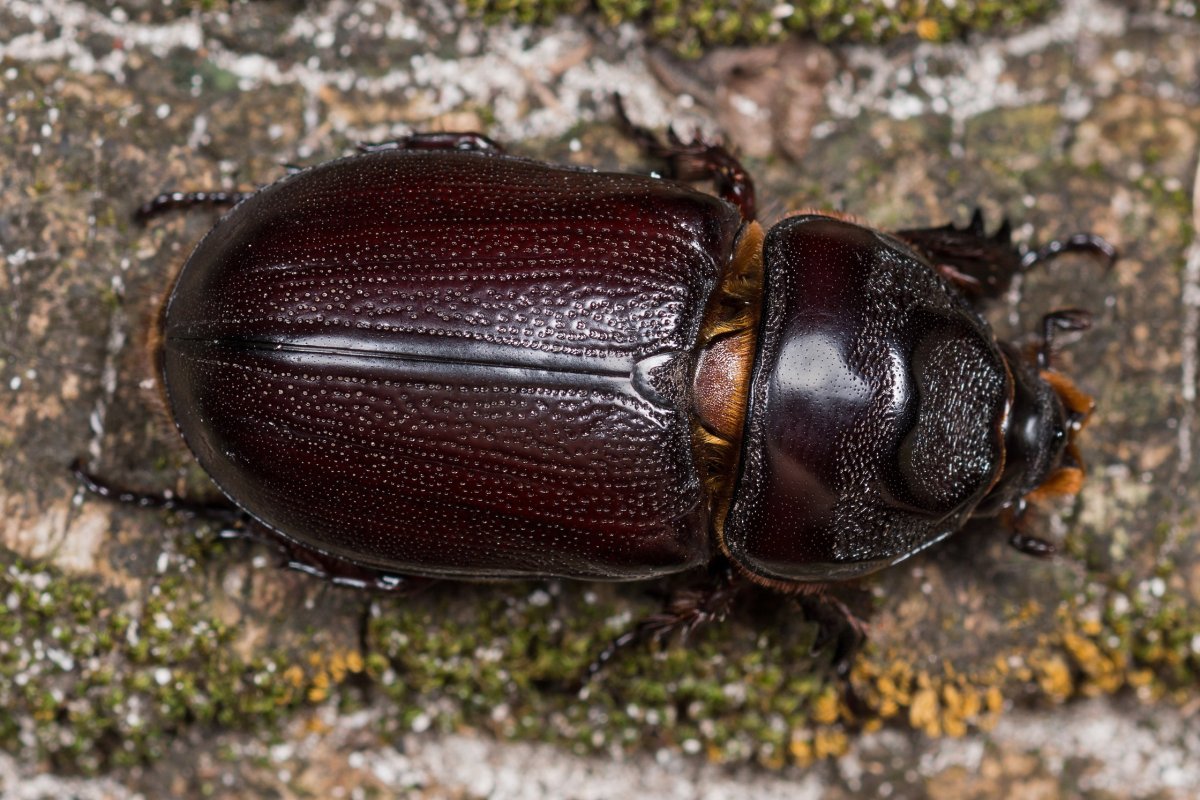Жук малый водолюб