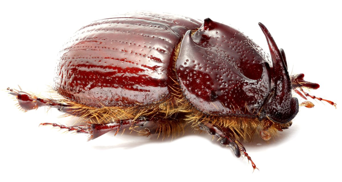 Полосатый хрущ