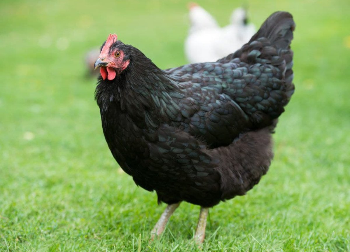 Московская чёрная порода кур