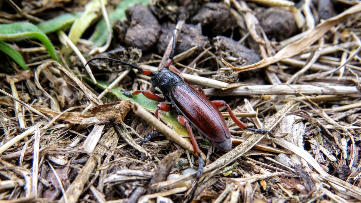 Уссурийский дровосек Жук