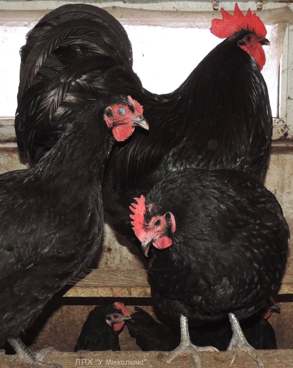 Московская чёрная порода