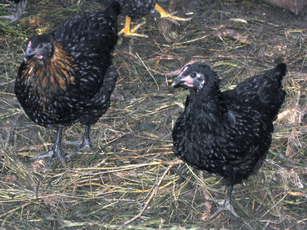 Австралорп черный