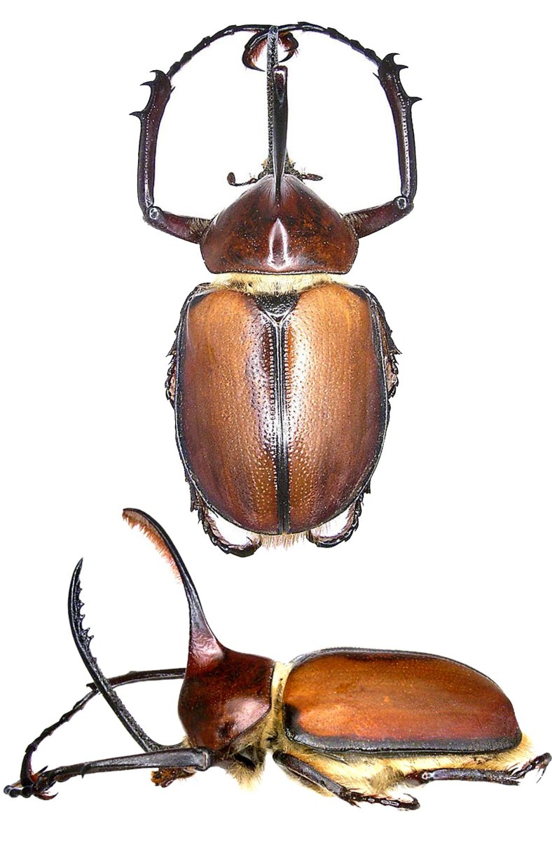 Trypodendron lineatum