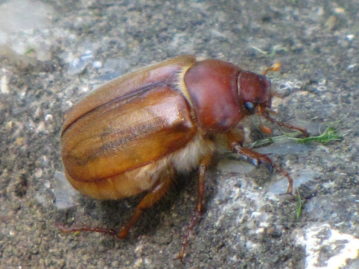 Жук хлебный Точильщик