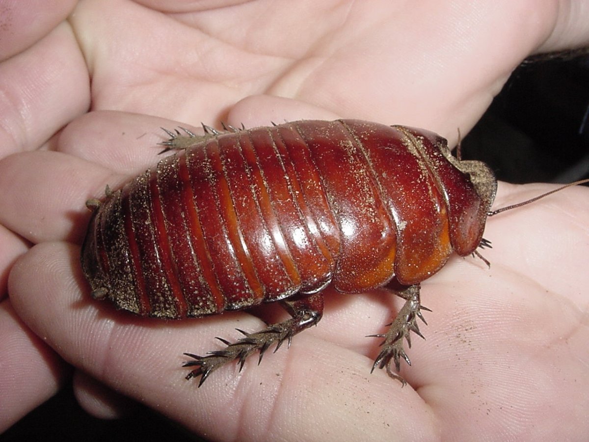 Жук похожий на Божью коровку