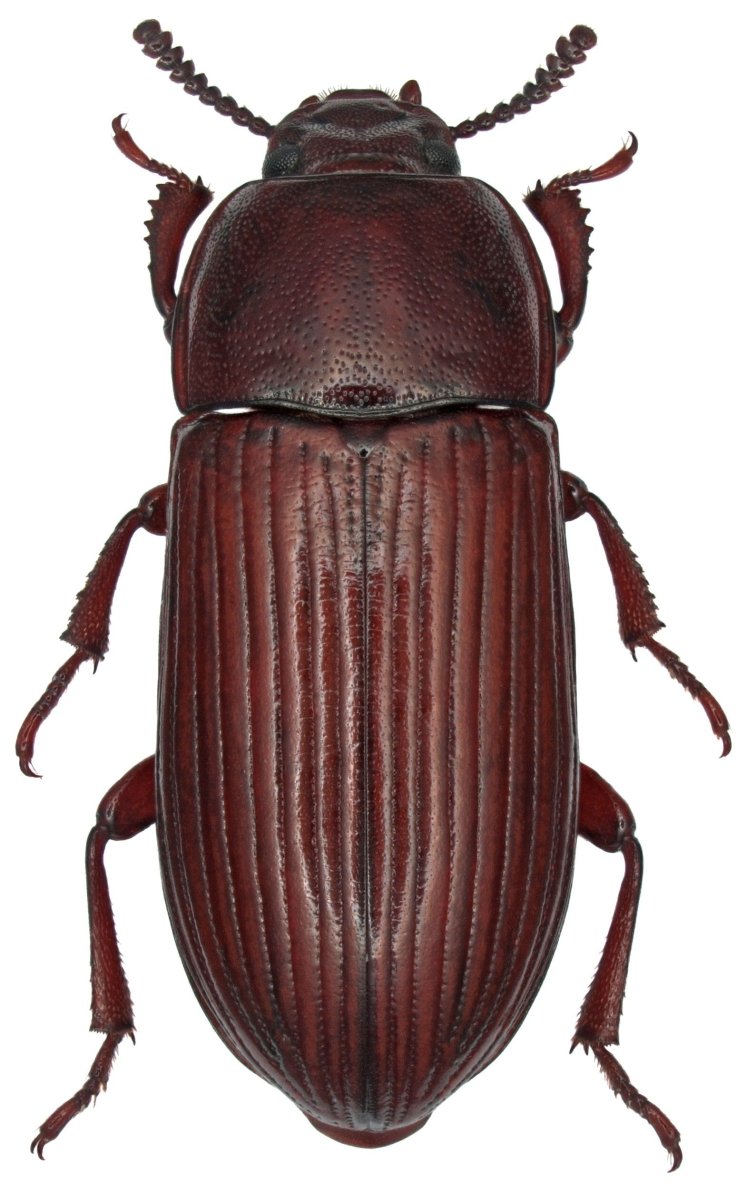 Животных Жуков