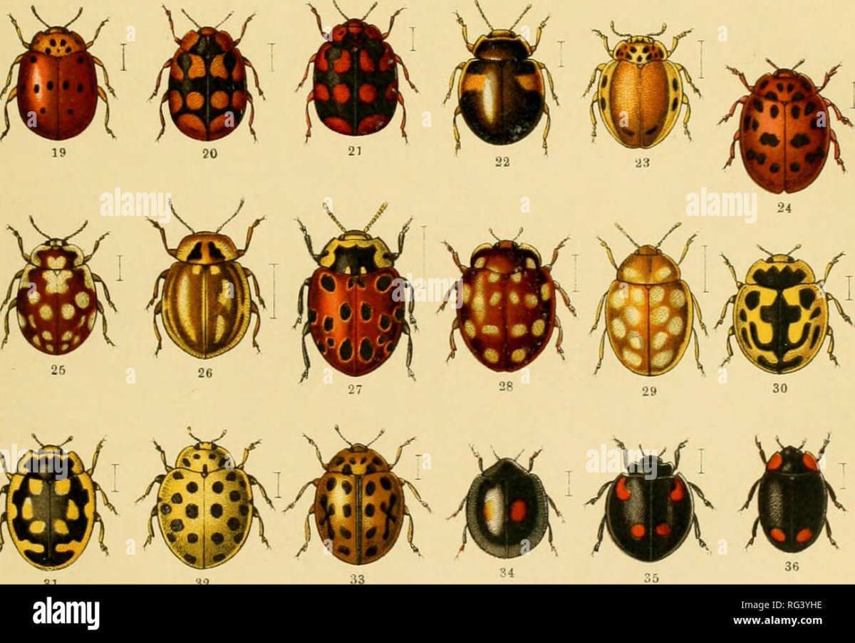 Carabus (trachycarabus) estreicheri