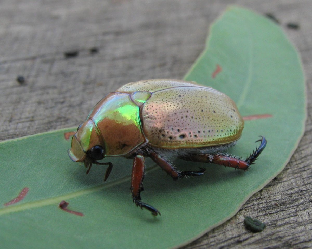 Жук издалека