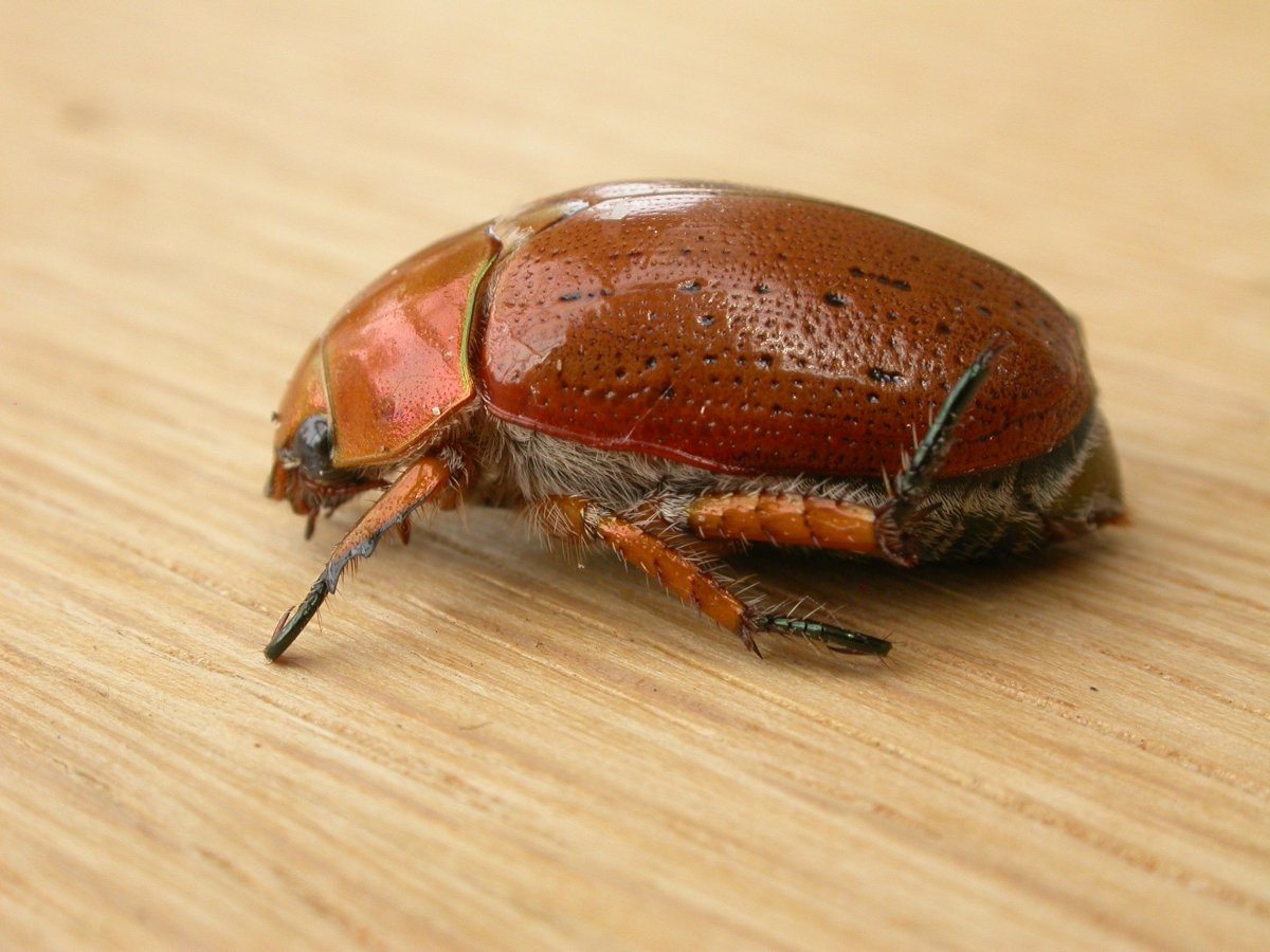 Бурый Жук носорог