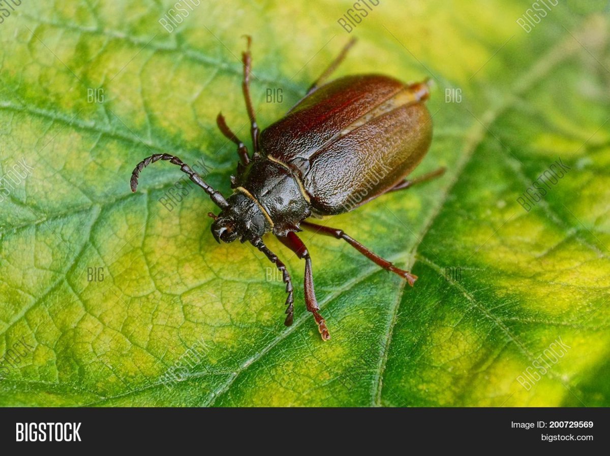 Ковровый Жук кожеед