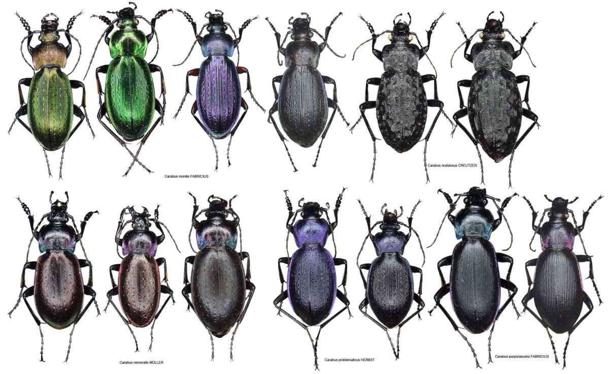 Желтый Жук с белыми точками