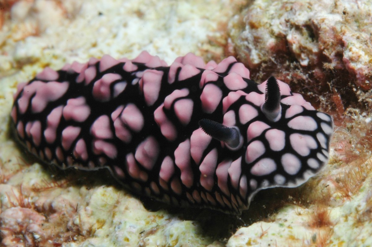 Ядовитые голожаберные моллюски