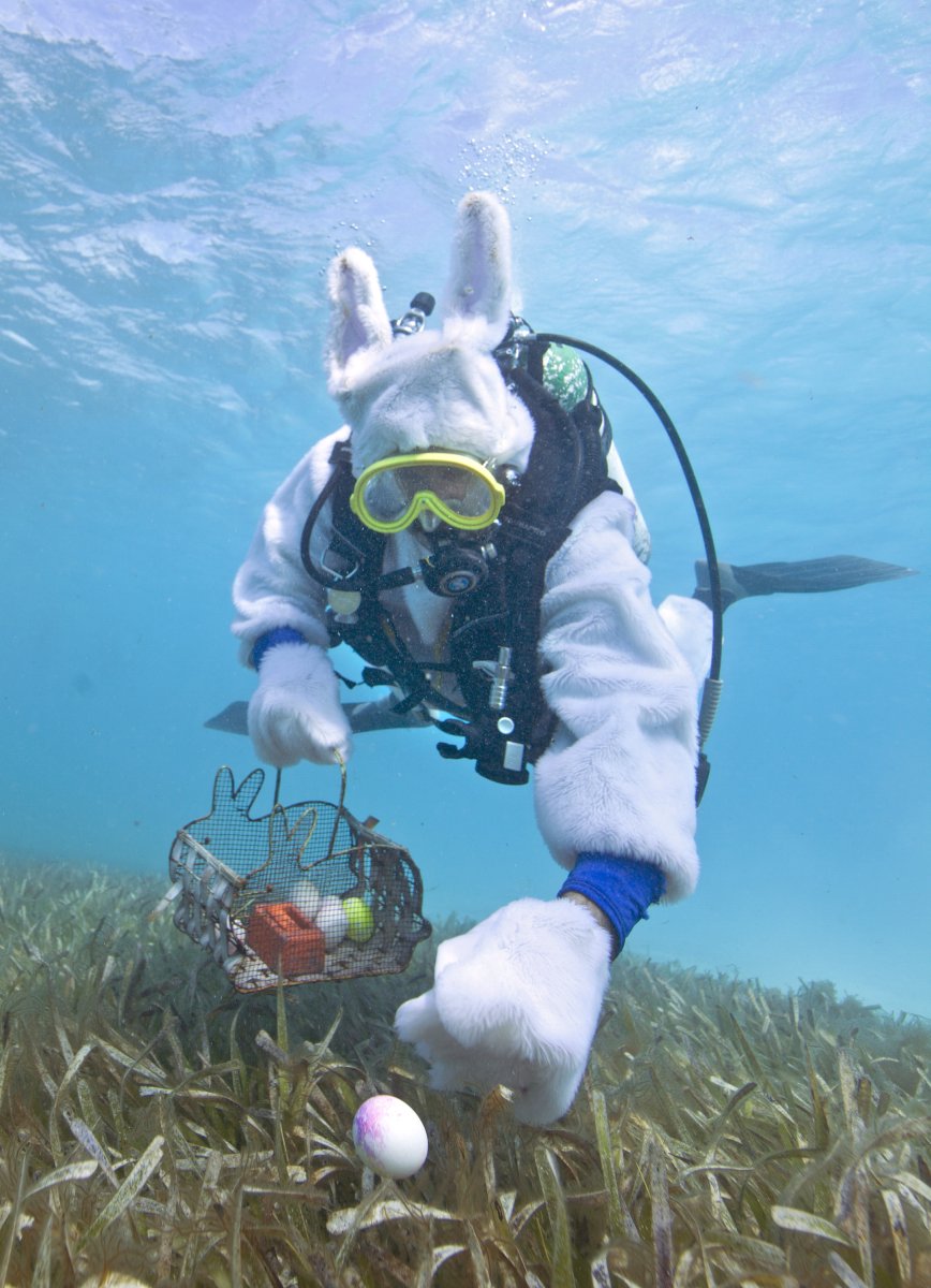 Морской СЛИЗНЯК Голожаберник