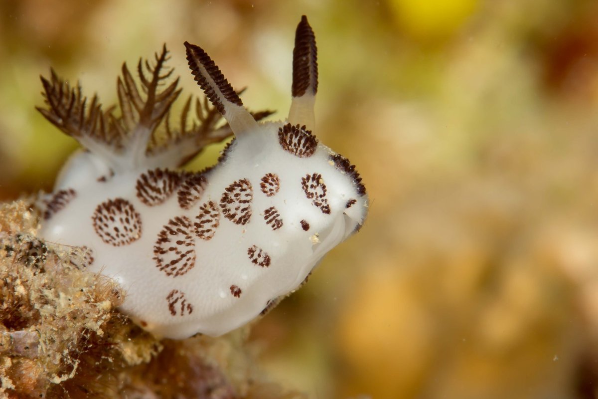 СЛИЗЕНЬ Jorunna Parva