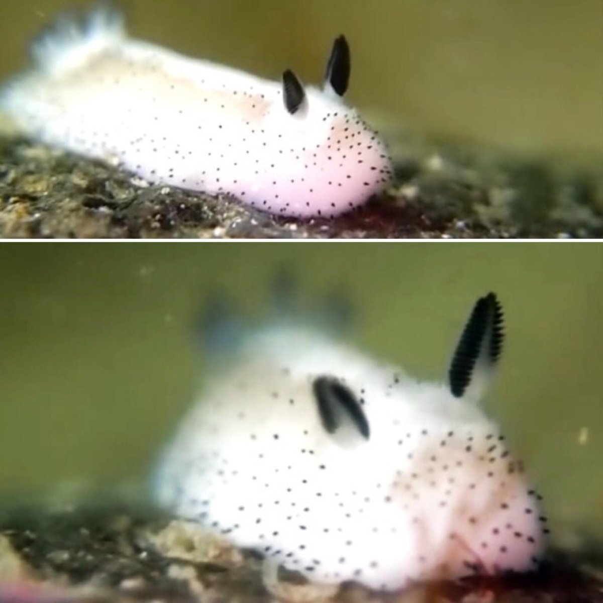 Зайчики Русалочки