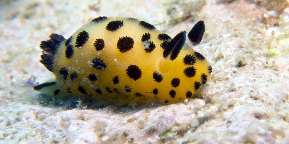 СЛИЗНЯК кролик