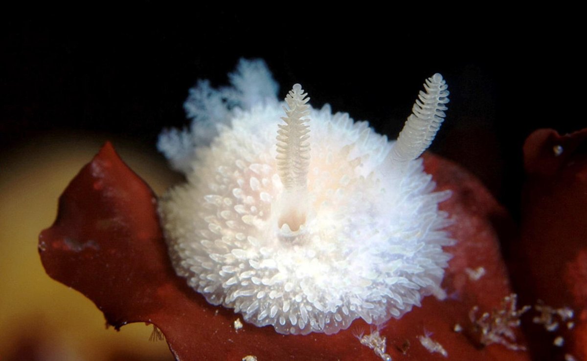 Моллюск Acanthodoris pilosa