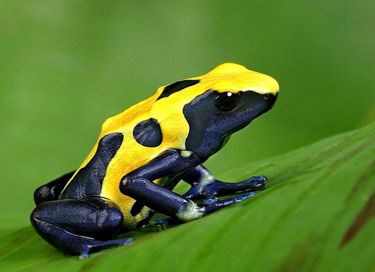 Ядовитая лягушка амазонки