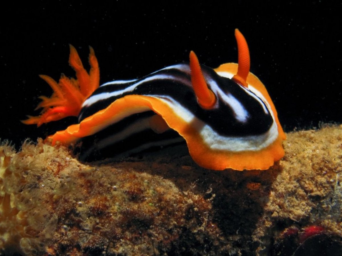 Морской СЛИЗЕНЬ рыба