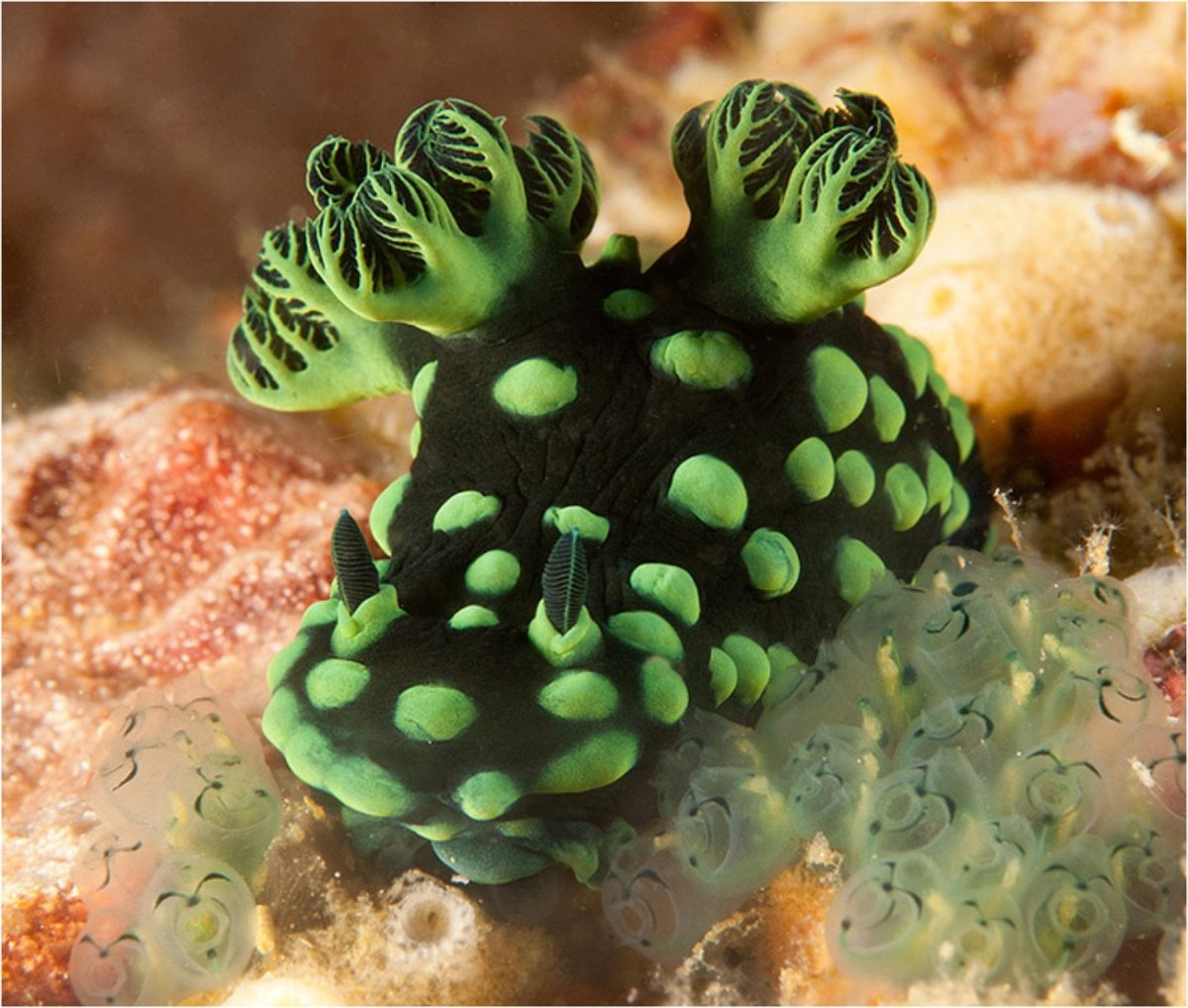 Морской СЛИЗНЯК Nembrotha cristata