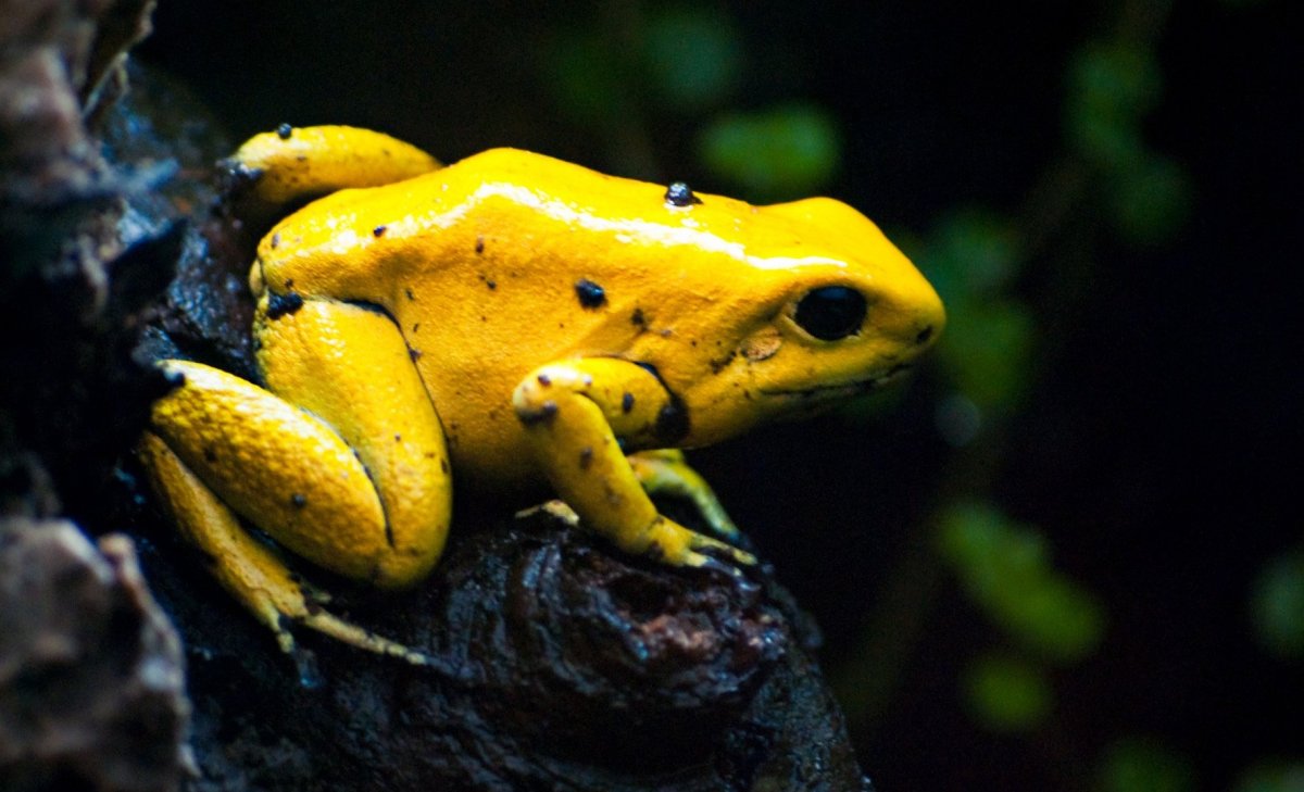 Поперечно-полосатый древолаз