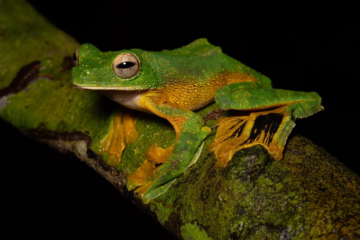 Обитатели амазонки лягушки