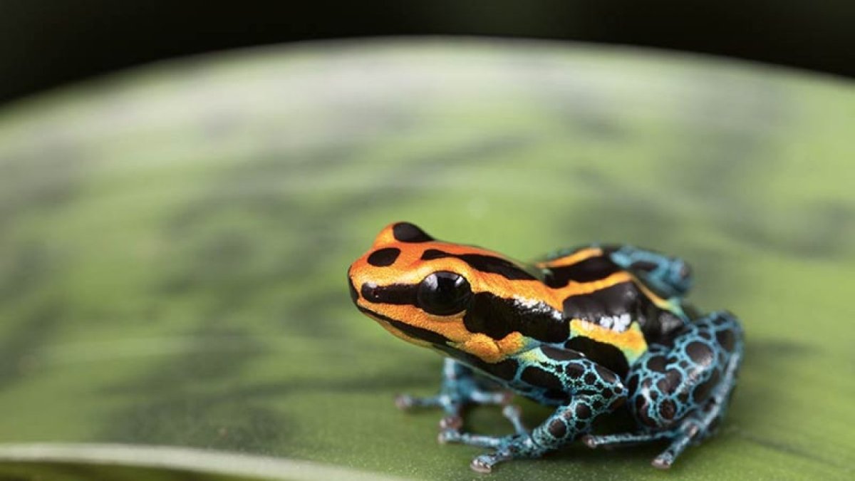 Лягушка с красными пятнами на голове