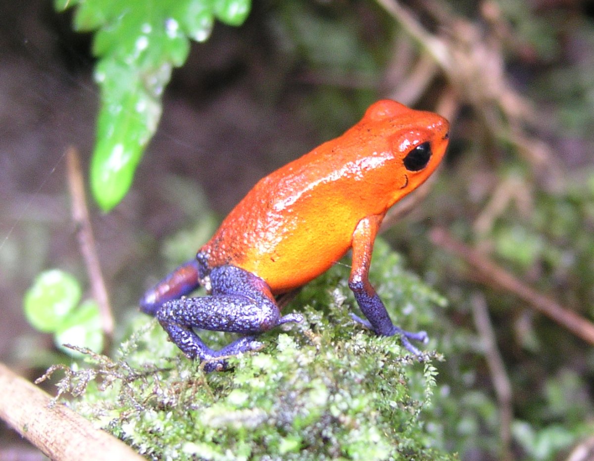 Лягушка древолаз Пумилио