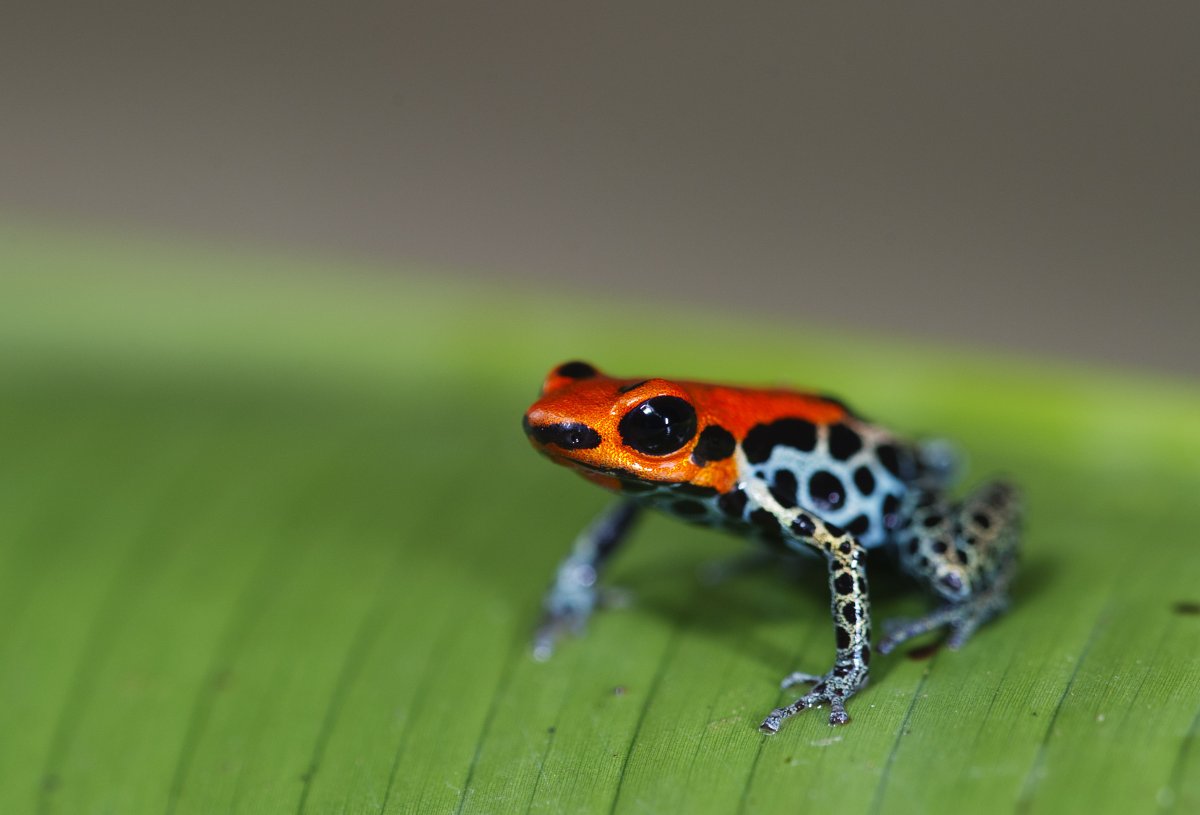 Лягушка ядовитый дротик