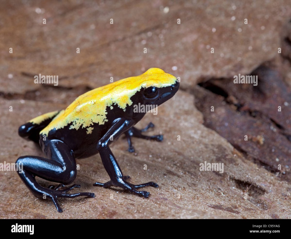 Adelphobates galactonotus - Dendro and co не ядовитые зелёные