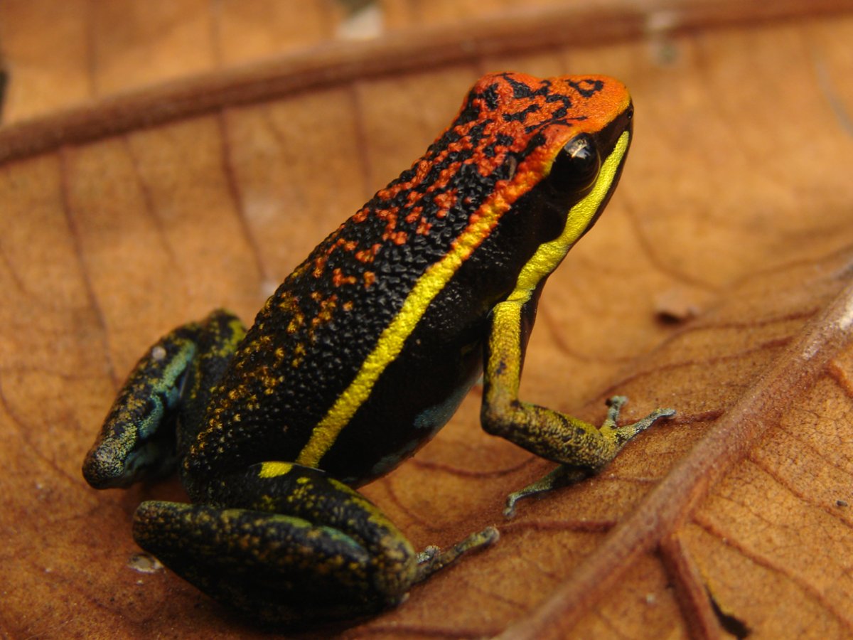 Про саламандру древолаза лягушка